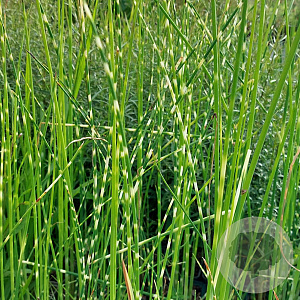 Schoenoplectus tabern. 'Zebrinus' GM plug