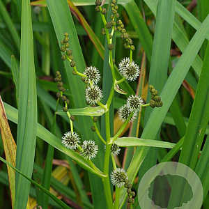 Sparganium erectum GM P9