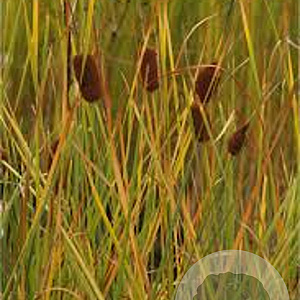 Typha gracilis GM plug