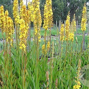 Wachendorfia thyrsiflora GM M19