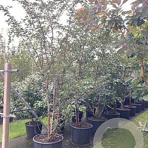 Prunus 'Accolade' 350-400 cm cont. 110L
