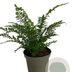 Polystichum setiferum GM 2,0L