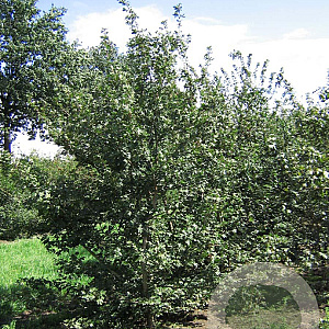 Acer campestre 300-350 cm draadkluit meerstammig