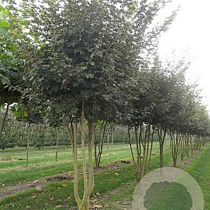 Acer campestre 600-700 cm draadkluit meerstammig