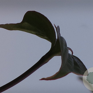 Cornus kousa chinensis 150-175 cm met kluit