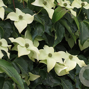 Cornus kousa chinensis 150-175 cm met kluit