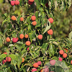 Cornus kousa chinensis 150-175 cm met kluit