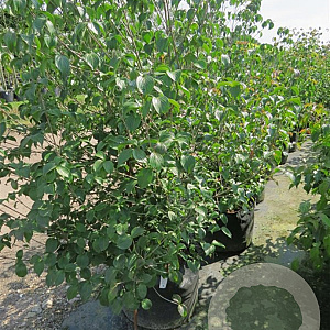 Cornus kousa chinensis 150-175 cm met kluit