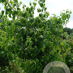 Cornus kousa chinensis 200-250 cm draadkluit struik