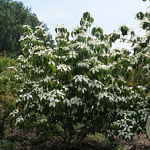 Cornus kousa chinensis 200-250 cm draadkluit struik