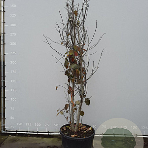 Davidia involucrata 300-350 cm draadkluit meerstammig