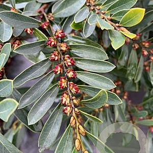 Distylium myricoides 250-300 cm draadkluit struik 175-200 diameter