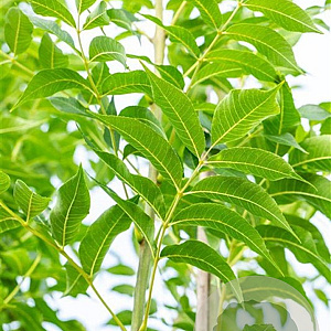 Fraxinus e. 'Westhof's Glorie' 12-14 HO draadkluit