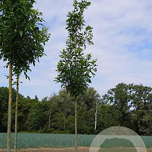 Fraxinus pen. 'Summit' 18-20 HO draadkluit