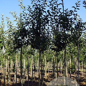 Malus d. 'Jonagold' 12-14 HO draadkluit