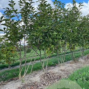 Magnolia soulangeana 150-175 cm draadkluit meerstammig 80-100 breed