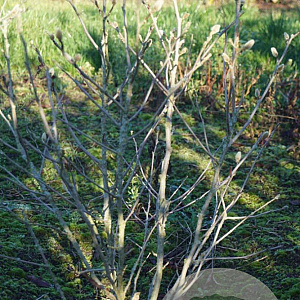 Magnolia stellata 175-200 cm draadkluit meerstammig 200-250 diameter