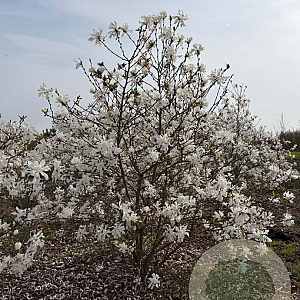 Magnolia stellata 175-200 cm draadkluit meerstammig 200-250 diameter