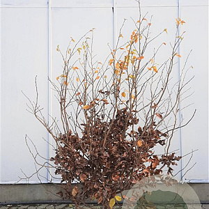 Parrotia persica 150-175 cm draadkluit meerstammig