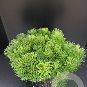 Pinus mugo mugo 50-60 cm 10L