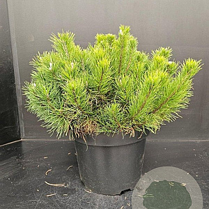 Pinus mugo mugo 50-60 cm 10L