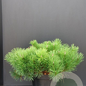 Pinus mugo mugo 50-60 cm 10L