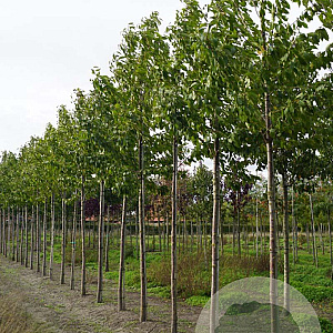 Prunus a. 'Plena' 14-16 HO draadkluit