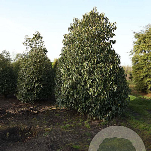 Prunus lusitanica 400-450 cm draadkluit struik