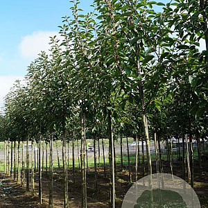 Prunus padus 14-16 HO draadkluit