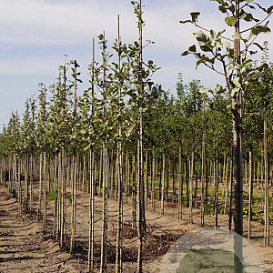 Sorbus aria 'Lutescens' 12-14 HO draadkluit