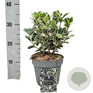 Euonymus jap. 'Kathy' 20-30 cm 2,0L