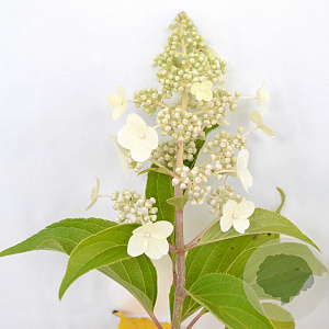 Hydrangea pan. 'Kyushu' 30-40 cm 3,0L