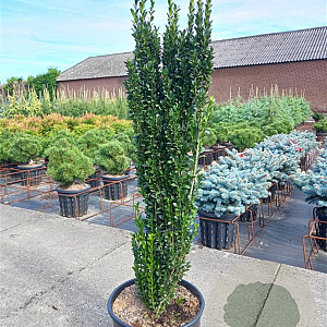 Ilex crenata 'Fastigiata' 60-80 cm 5,0L