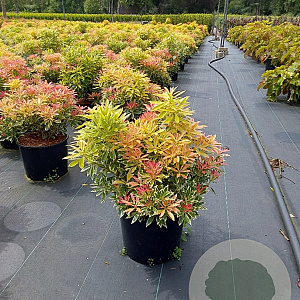 Pieris 'Flaming Silver' 40-50 cm 10L