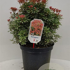 Pieris jap. 'Little Heath' 40-50 cm 10L