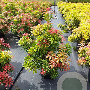 Pieris jap. 'Mountain Fire' 40-50 cm 10L