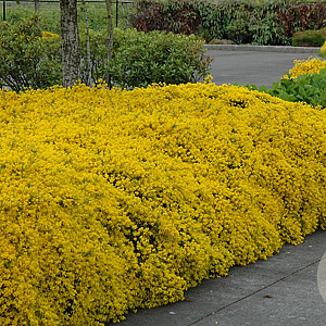 Genista lydia 20-30 cm 3,5L