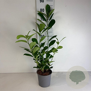 Prunus I. 'Rotundifolia' 60-70 cm 25L