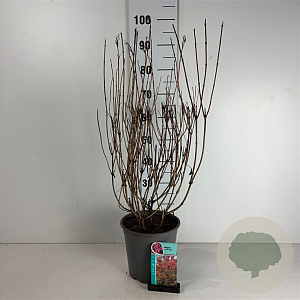 Weigela 'Bristol Ruby' 60-80 cm cont. 65L