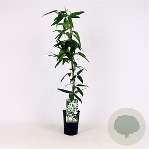 Clematis arm. 'Snowdrift' 80-100 cm 2,5L