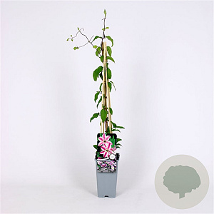 Clematis 'Captain Thullieux' 70 cm 2,0L