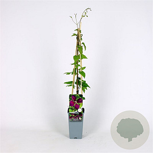 Clematis 'Gipsy Queen' 70 cm 2,0L