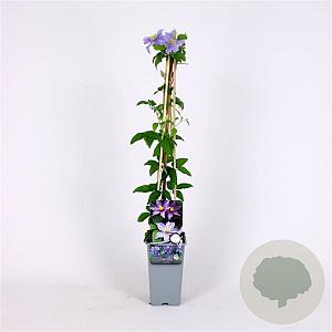 Clematis 'Justa' 70 cm 2,0L