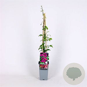 Clematis 'Madame Julia Correvon' 70 cm 2,0L