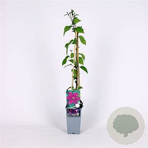 Clematis 'Star of India' 70 cm 2,0L