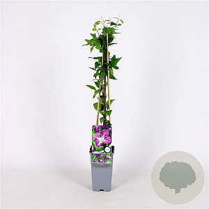 Clematis viticella 70 cm 2,0L