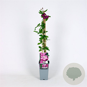 Clematis 'Ville de Lyon' 70 cm 2,0L