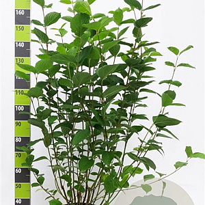 Cornus alba 'Sibirica' 100-125 cm 12L