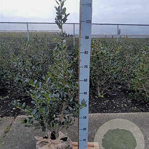 Ilex aq. 'J.C. van Tol' 100-125 cm met kluit
