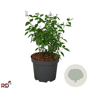 Philadelphus 'Snowbelle' 40-50 cm 5,0L